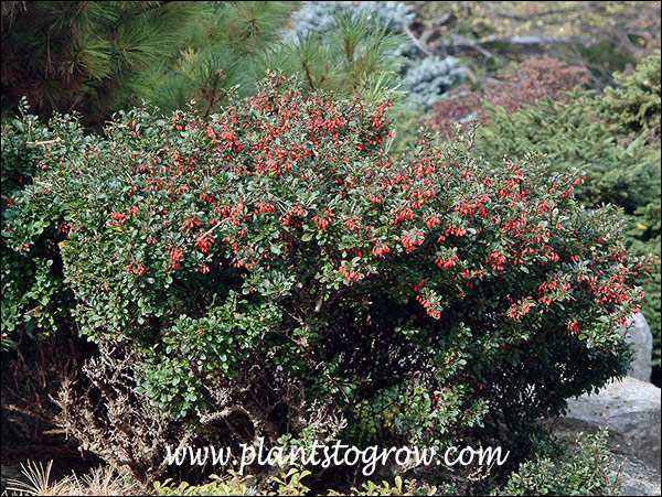 This Barberry is considered Exotic Aggressive in many areas.  This plant has a massive amount of fruit.